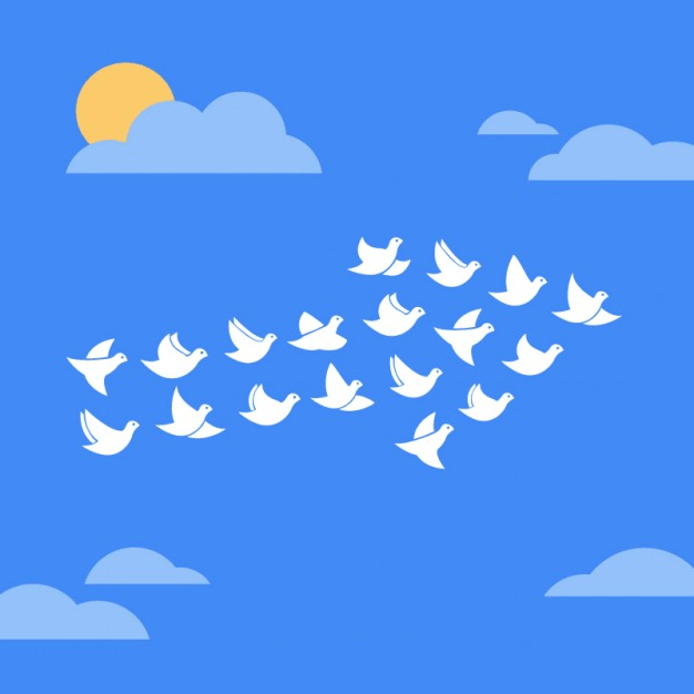 a flock of birds