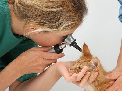 Minh họa nghĩa của từ examine